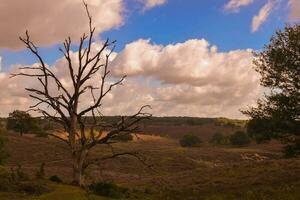 Tree in the Veluwe Netherlands photo