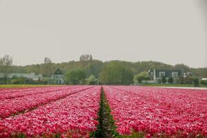 Pink Flower Field The Netherlands photo