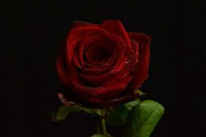 Red Rose Drops photo