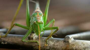 Big green locust male close up. video