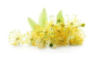 Linden flowers . photo