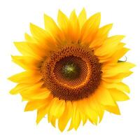 Yellow sunflower flower. photo