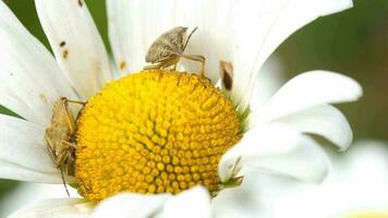 Brown Marmorated Stink Bug Halyomorpha halys on chamomile flower video