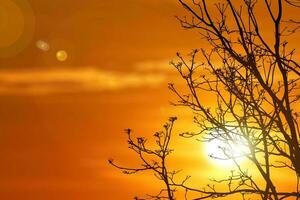 silhouette of tree in sunset. silhouette of a tree. nature background sunset tree silhouette has copyspace photo