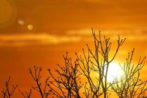 silhouette of tree in sunset. silhouette of a tree. nature background sunset tree silhouette has copyspace photo