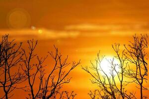 silueta de árbol en puesta de sol. silueta de un árbol. naturaleza antecedentes puesta de sol árbol silueta tiene copyspace foto