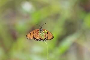 a beautiful butterfly perched on a wild plant during a very sunny day photo