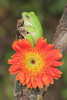 macro etapa de rana y naranja flor foto