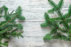 Christmas tree branches photo