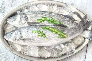 Fresh sea bass fish photo