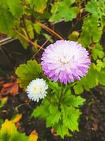 Asters on the flowerbed photo