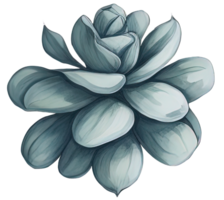 aquarelle succulent illustration. ai génératif png