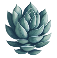 Watercolor Succulent illustration. png