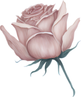 Watercolor Rose Flower Illustration. png