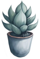 Watercolor Succulent illustration. png