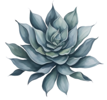 Watercolor Succulent illustration. png