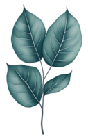 Watercolor green leave. png