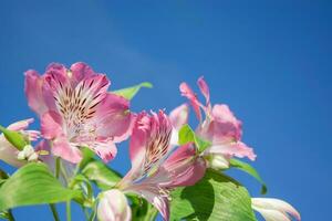 Pink flowers of alstroemeria against the blue sky, close-up with copy space. Hard shadows, out of focus. Horizontal background for banners, congratulations, presentations photo