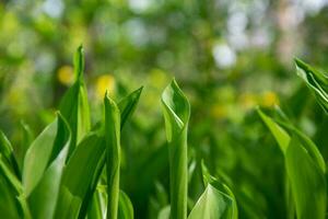 Natural bokeh outdoor background in green tones. Lily of the valley leaves in a forest clearing. photo