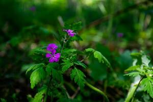 Blooming lilac geranium in a forest clearing with bokeh effect. photo