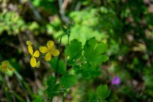 Landscape with yellow flowers, blurred forest background. Herbal medicine plants. A stunning image of yellow celandine flowers in the forest, surrounded by a mystical bokeh background. photo