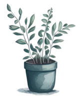 Watercolor House plants watercolor. png