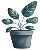 Watercolor house plant. png