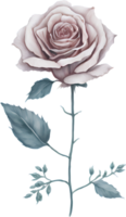 Watercolor Rose Flower Illustration. png