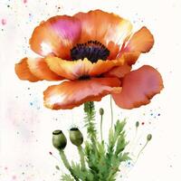 Summer concept. Beautiful watercolor Poppies. A radiant Poppies. Natures Beauty. photo