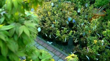 jardim plantas para oferta. jardim loja beco video