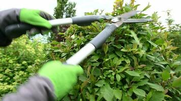 Thinning Top Of Shrub With Hand Shears. video