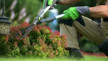 jardineiro aparar pequeno vermelho arbusto. video