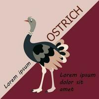 Poster, banner with ostrich bird and text. Poster layout design. Letters. vector