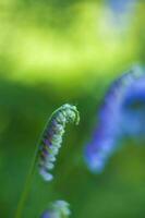 Blue flowers close-up. Macro photography of colors. Close-up on blurred greenery with copying of space, using as a background the natural landscape, ecology, photo