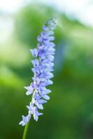 Blue flowers close-up. Macro photography of colors. Close-up on blurred greenery with copying of space, using as a background the natural landscape, ecology, photo