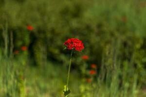 Red flower close-up. Close-up on blurred greenery with copying of space, using as a background the natural landscape, ecology, photo