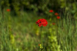 Red flower close-up. Close-up on blurred greenery with copying of space, using as a background the natural landscape, ecology, photo