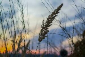 verano resumen naturaleza antecedentes con césped en el prado y puesta de sol cielo detrás. natural paisaje. macro fotografía de cuchillas de césped. paisaje durante puesta de sol. foto