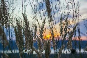 Summer abstract nature background with grass in the meadow and sunset sky behind. Natural landscape. Macro photography of blades of grass. landscape during sunset. photo