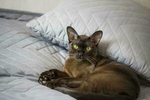 de cerca de un birmano gato a hogar. retrato de un joven hermosa marrón gato. foto