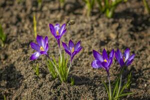 Primroses and crocuses in spring in a clearing in the forest. Spring is reborn in the forest. photo