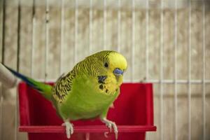 A beautiful yellow budgie is sitting on its feeder in a cage. Tropical birds at home. photo