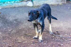 Black dog on a chain. Protected area photo