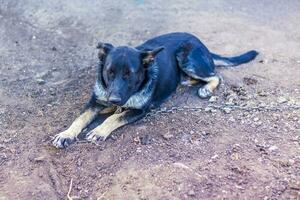 negro perro en un cadena. protegido zona foto