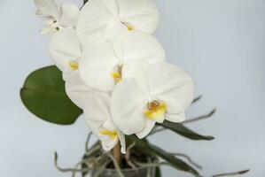 blanco orquídea flores en un ligero antecedentes. blanco flor. foto