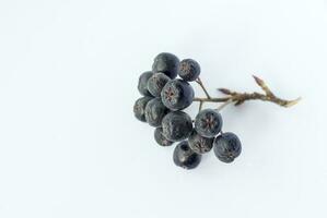 A sprig of Aronia chokeberry on a white background. Aronia berries on isolate. photo