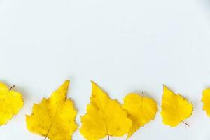 Birch leaves on a white background. Autumn leaves. Isolate. photo