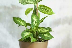 Pot with a home plant on the background of an untreated wall. Home or room decorations. Dieffenbachia or dumbcane in the pot. photo