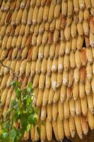 wall elements. Background close-up of corn cobs. photo