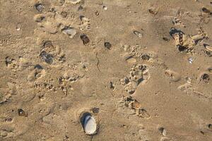 The sandy background. Background of sand and stones. photo